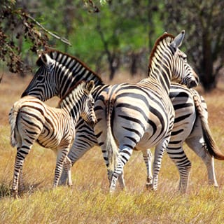 Safari nearby